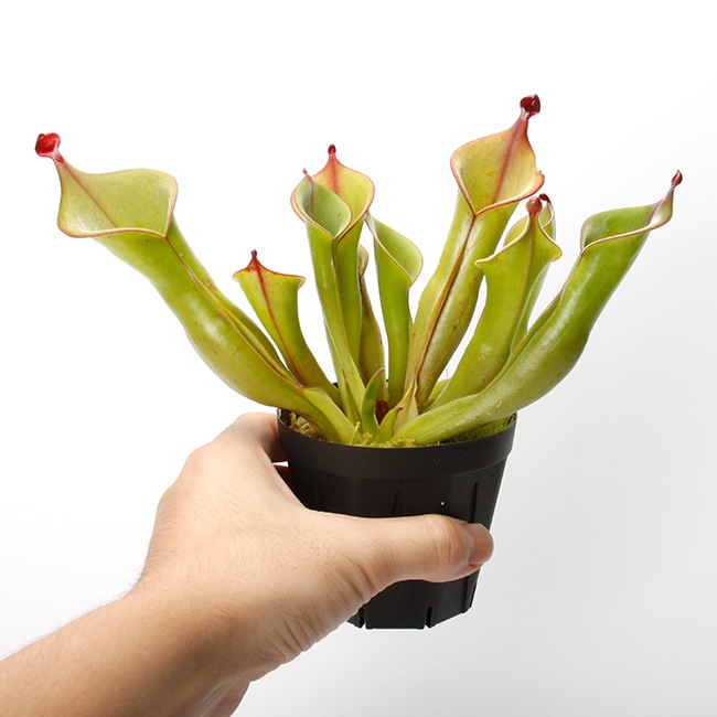 Heliamphora " Black Cherry "��[ �إꥢ��ե��� " �֥�å������꡼ " ]���� PN231011-01 ��