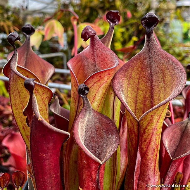 Heliamphora " Black Cherry "��[ �إꥢ��ե��� " �֥�å������꡼ " ]���� PN231011-01 ��