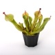 Heliamphora " Black Cherry "��[ �إꥢ��ե��� " �֥�å������꡼ " ]���� PN231011-01 ��
