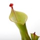 Heliamphora " Black Cherry "��[ �إꥢ��ե��� " �֥�å������꡼ " ]���� PN231011-01 ��