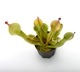 Heliamphora " Black Cherry "��[ �إꥢ��ե��� " �֥�å������꡼ " ]���� PN231011-01 ��