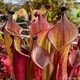 Heliamphora " Black Cherry "��[ �إꥢ��ե��� " �֥�å������꡼ " ]���� PN231011-01 ��