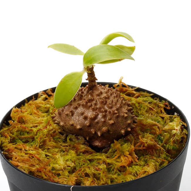 Squamellaria huxleyana (Vanua Levu, Fiji) 【 PN231211-14 】 | 植物