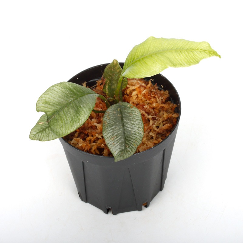 Danaea sp. " Silver, Ecuador "��[ ���ʥ��� sp. " ����С����������ɥ뻺 " ]���� PN250121-02 ��