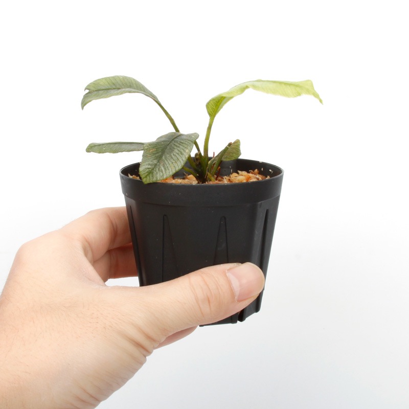 Danaea sp. " Silver, Ecuador "��[ ���ʥ��� sp. " ����С����������ɥ뻺 " ]���� PN250121-02 ��