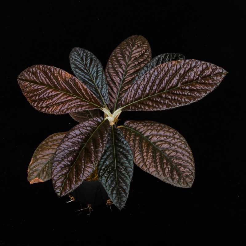 Labisia sp. " SARAWAK "��[ ��ӥ��� sp.  ]���� PN250427-07 ��