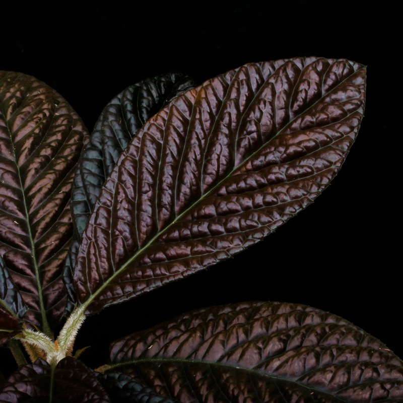 Labisia sp. " SARAWAK "��[ ��ӥ��� sp.  ]���� PN250427-07 ��