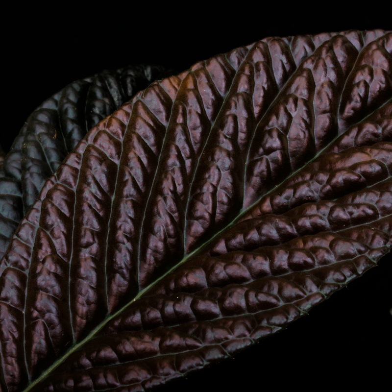 Labisia sp. " SARAWAK "��[ ��ӥ��� sp.  ]���� PN250427-07 ��