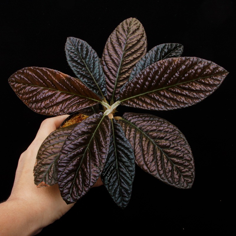 Labisia sp. " SARAWAK "��[ ��ӥ��� sp.  ]���� PN250427-07 ��