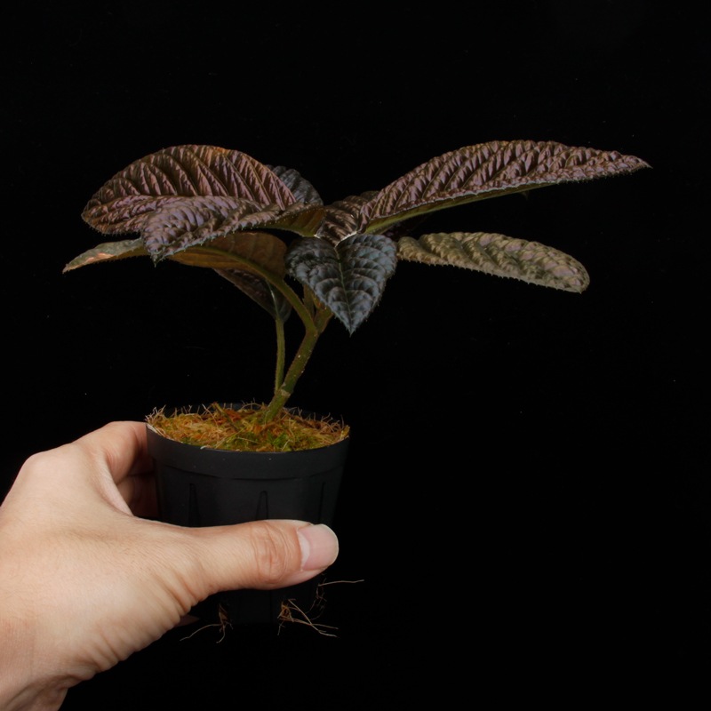 Labisia sp. " SARAWAK "��[ ��ӥ��� sp.  ]���� PN250427-07 ��