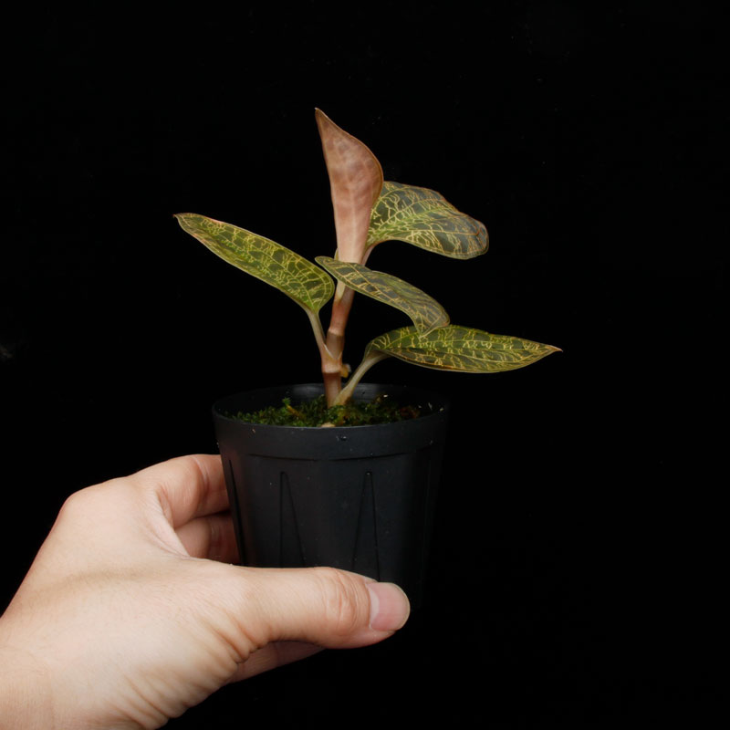 Macodes petola " BLACK TYPE " [ �ޥ��ǥ����ڥȥ� "�֥�å�������" ]���� PN260224-01 ��