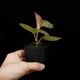 Macodes petola " BLACK TYPE " [ �ޥ��ǥ����ڥȥ� "�֥�å�������" ]���� PN260224-01 ��