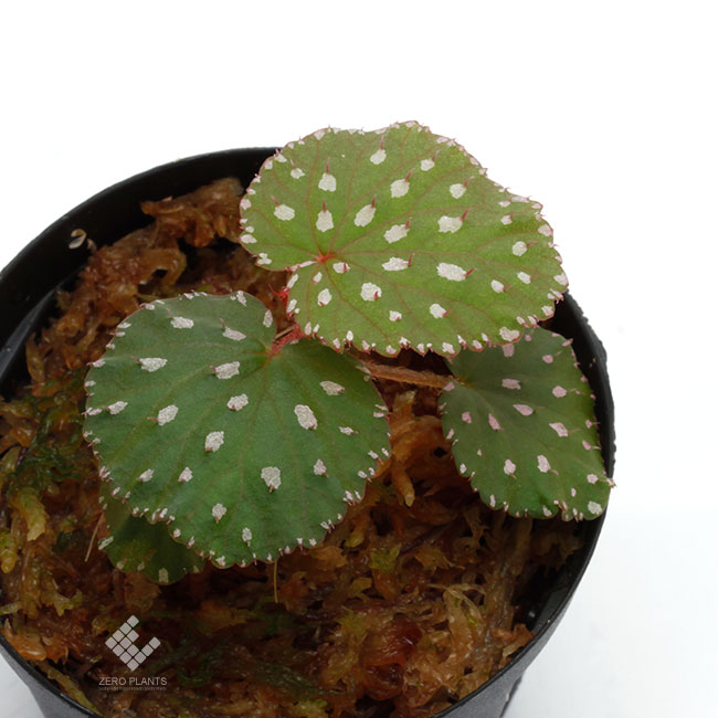 Begonia ocellata [ ٥˥顼 ]PN181117-15 ħŪʴդ˥ԥ󥯥ݥåȤȻɤǤ 