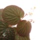 Begonia ocellata [ ٥˥顼 ]PN181117-15 ħŪʴդ˥ԥ󥯥ݥåȤȻɤǤ 