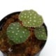 Begonia ocellata [ ٥˥顼 ]PN181117-15 ħŪʴդ˥ԥ󥯥ݥåȤȻɤǤ 