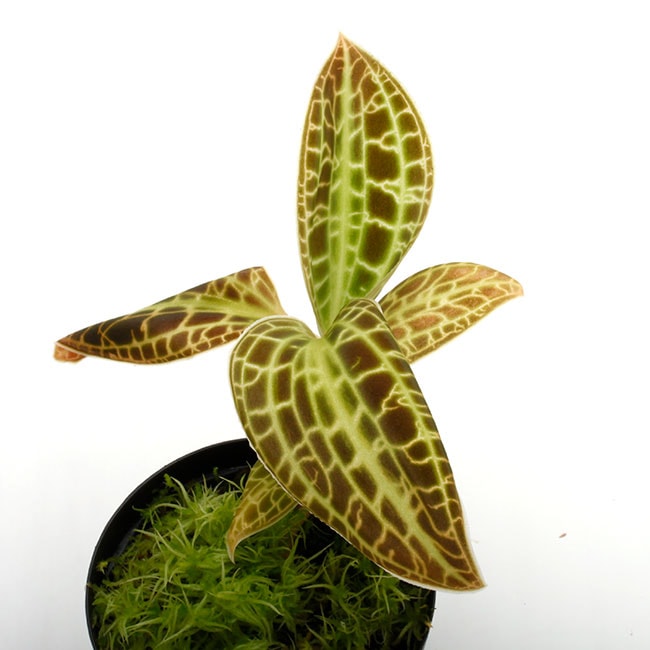 Macodes sanderiana 