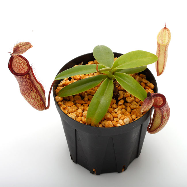 Nepenthes hamata x campanulata / AW [ ネペンテス・ハマタ