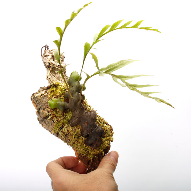 2_000000003347.jpg?1692778762