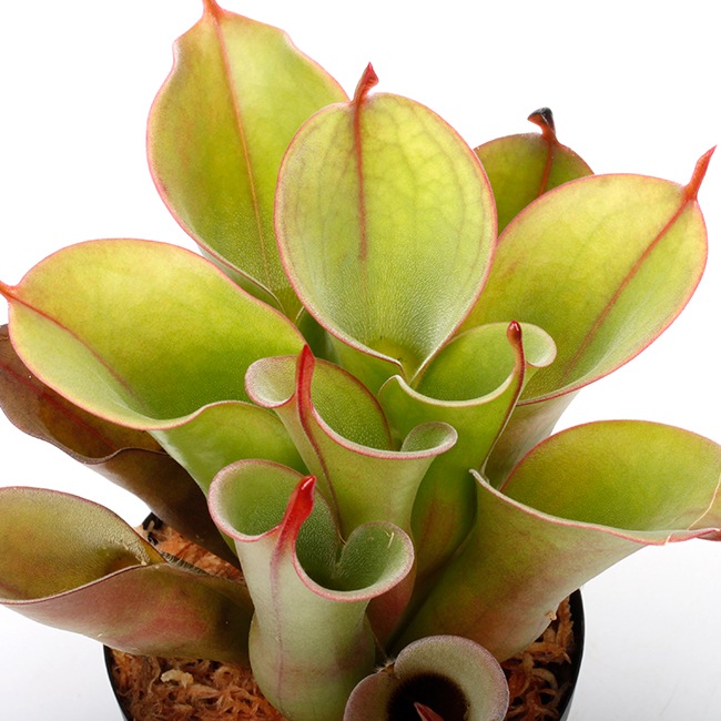 Heliamphora " Spiderweb "��[ �إꥢ��ե��� " ���ѥ����������� " ]���� PN231011-05 ��
