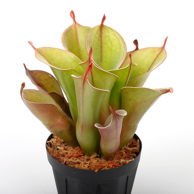 Heliamphora " Spiderweb "��[ �إꥢ��ե��� " ���ѥ����������� " ]���� PN231011-05 ��