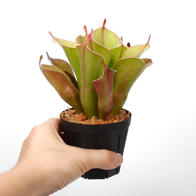 Heliamphora " Spiderweb "��[ �إꥢ��ե��� " ���ѥ����������� " ]���� PN231011-05 ��