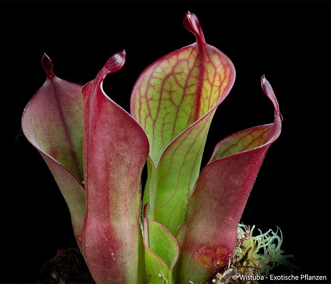 Heliamphora " Spiderweb "��[ �إꥢ��ե��� " ���ѥ����������� " ]���� PN231011-05 ��