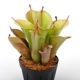 Heliamphora " Spiderweb "��[ �إꥢ��ե��� " ���ѥ����������� " ]���� PN231011-05 ��
