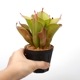 Heliamphora " Spiderweb "��[ �إꥢ��ե��� " ���ѥ����������� " ]���� PN231011-05 ��