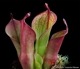 Heliamphora " Spiderweb "��[ �إꥢ��ե��� " ���ѥ����������� " ]���� PN231011-05 ��