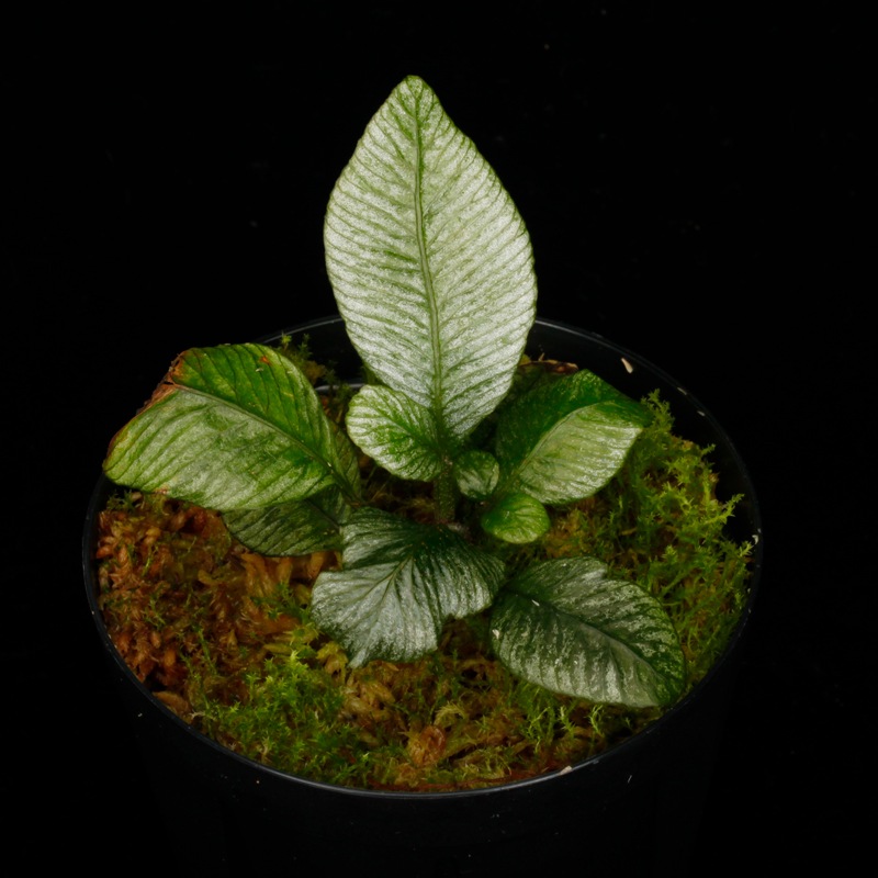 Danaea sp. " Silver, Ecuador "��[ ���ʥ��� sp. " ����С����������ɥ뻺 " ]���� PN250715-07 ��