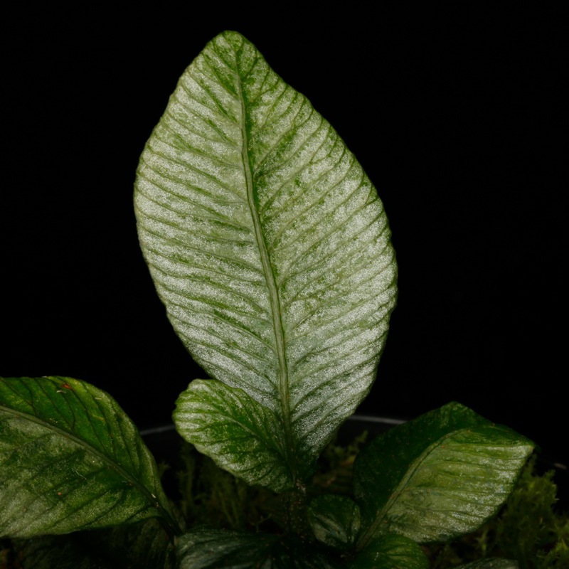 Danaea sp. " Silver, Ecuador "��[ ���ʥ��� sp. " ����С����������ɥ뻺 " ]���� PN250715-07 ��