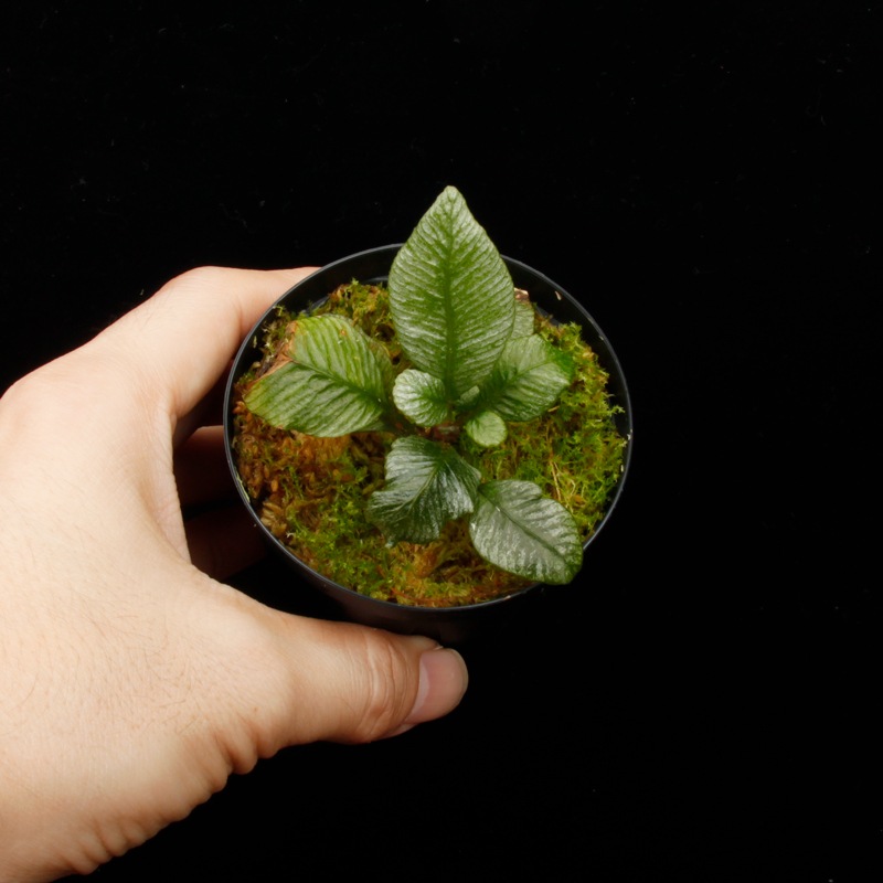 Danaea sp. " Silver, Ecuador "��[ ���ʥ��� sp. " ����С����������ɥ뻺 " ]���� PN250715-07 ��