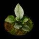 Danaea sp. " Silver, Ecuador "��[ ���ʥ��� sp. " ����С����������ɥ뻺 " ]���� PN250715-07 ��