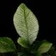 Danaea sp. " Silver, Ecuador "��[ ���ʥ��� sp. " ����С����������ɥ뻺 " ]���� PN250715-07 ��