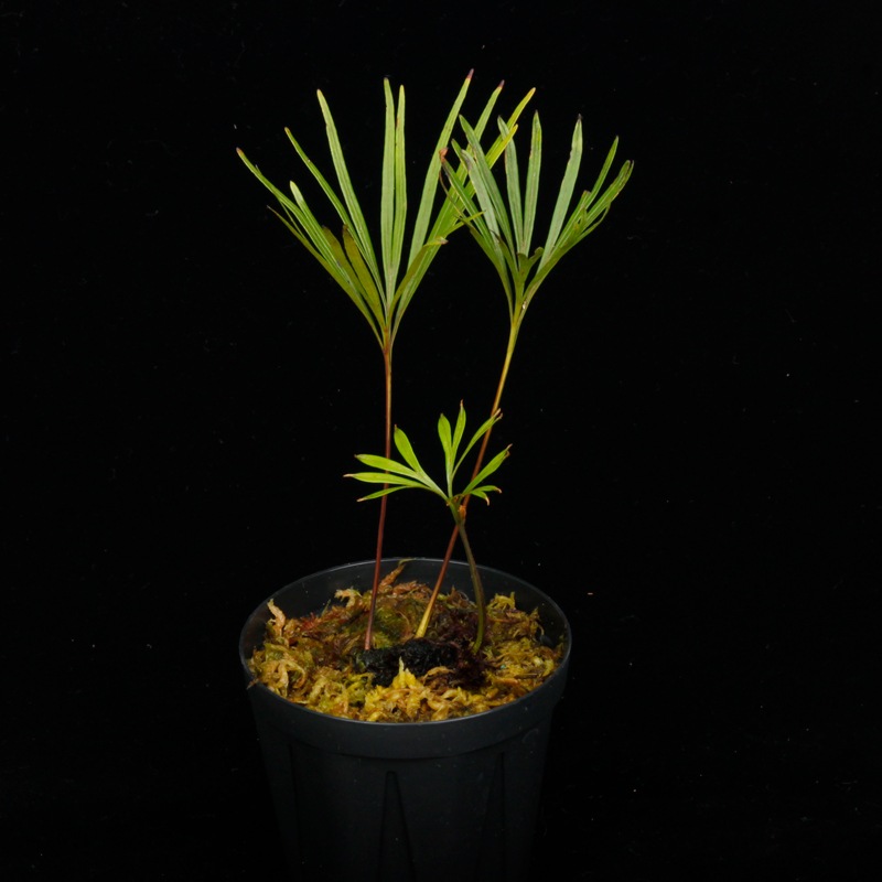 Dipteris lobbiana [ ǥץƥꥹӥ ] PN250507-04 