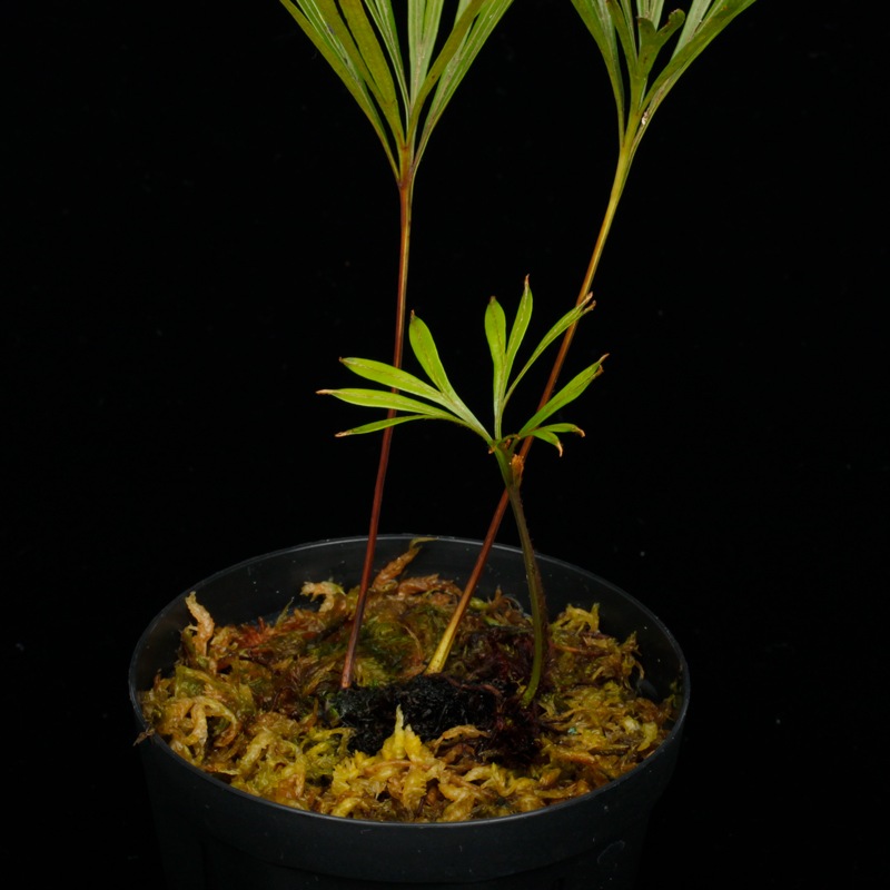 Dipteris lobbiana [ ǥץƥꥹӥ ] PN250507-04 