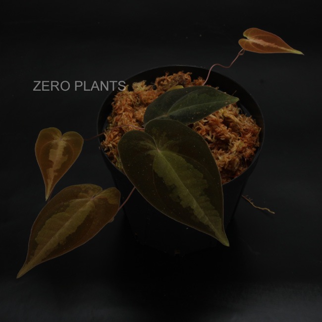 Dioscorea sp. "Tarapoto, Peru"��[ �ǥ��������쥢sp. "����ݥȡ��ڥ롼" ]���� PN180312-14 ��