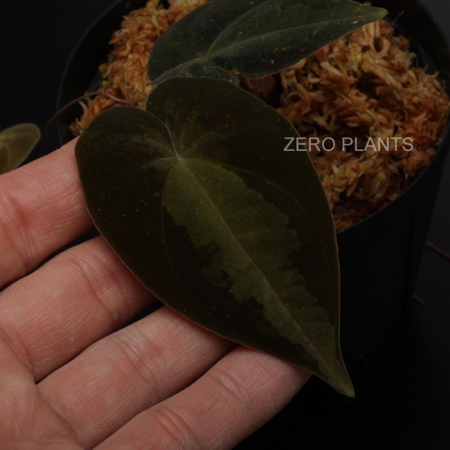 Dioscorea sp. "Tarapoto, Peru"��[ �ǥ��������쥢sp. "����ݥȡ��ڥ롼" ]���� PN180312-14 ��