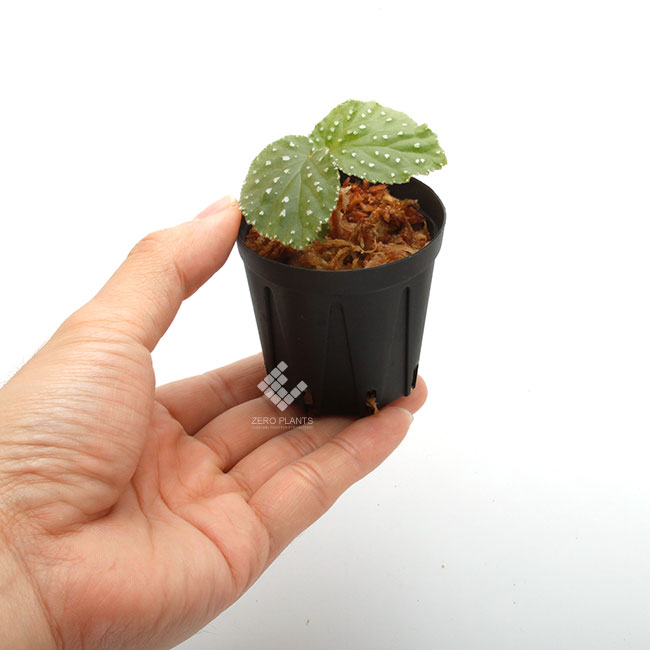 Begonia sp. " West Sumatra "��[ �٥��˥� sp.�������ޥȥ� ]��1�ݥå�