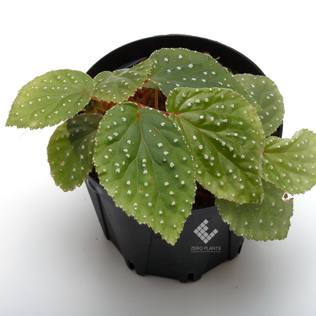 Begonia sp. " West Sumatra "��[ �٥��˥� sp.�������ޥȥ� ]��1�ݥå�