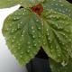 Begonia sp. " West Sumatra "��[ �٥��˥� sp.�������ޥȥ� ]��1�ݥå�