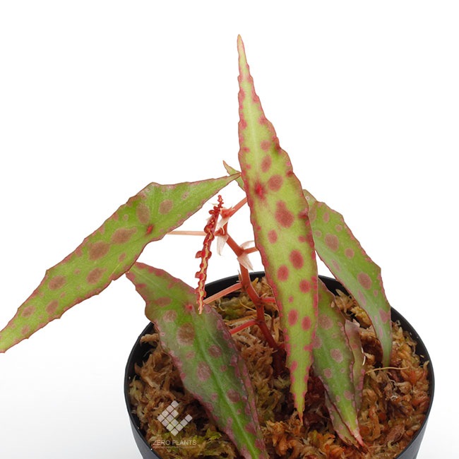 春まで停止　大株　ベゴニア　アンフィオクサス 春まで停止 大株 ベゴニア アンフィオクサス 春まで停止 大株 ベゴニア