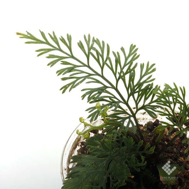 Asplenium bulbiferum [ �����ץ�˥��ࡦ�֥�ӥե���� ]��1�ݥåȡ��� �դ����٤����������� ��