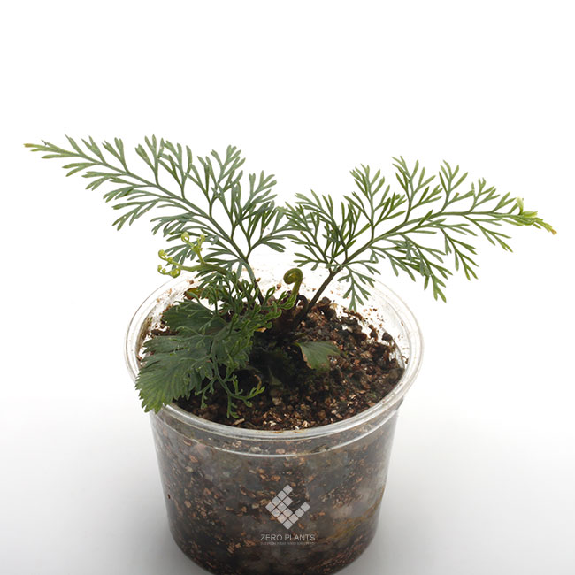 Asplenium bulbiferum [ �����ץ�˥��ࡦ�֥�ӥե���� ]��1�ݥåȡ��� �դ����٤����������� ��