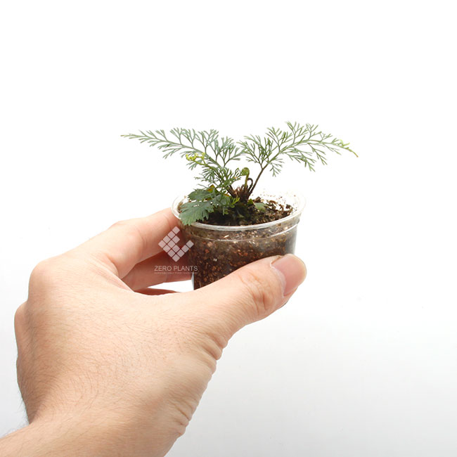 Asplenium bulbiferum [ �����ץ�˥��ࡦ�֥�ӥե���� ]��1�ݥåȡ��� �դ����٤����������� ��