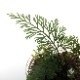 Asplenium bulbiferum [ �����ץ�˥��ࡦ�֥�ӥե���� ]��1�ݥåȡ��� �դ����٤����������� ��