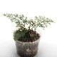 Asplenium bulbiferum [ �����ץ�˥��ࡦ�֥�ӥե���� ]��1�ݥåȡ��� �դ����٤����������� ��