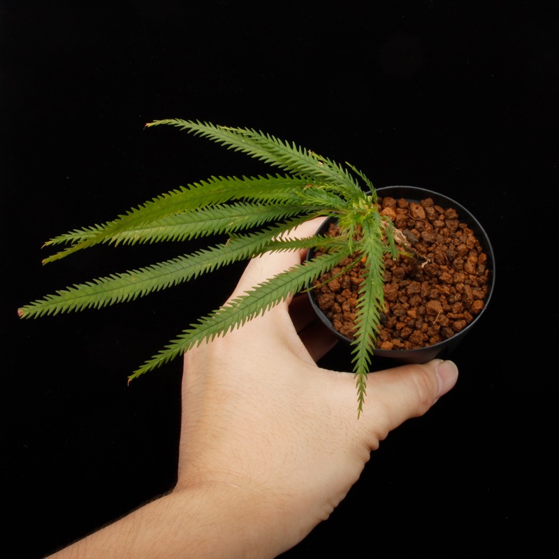 Codonoboea dentata ��[ ���ɥΥܥ������ǥ󥿡��� ]���� PN250609-21 ��