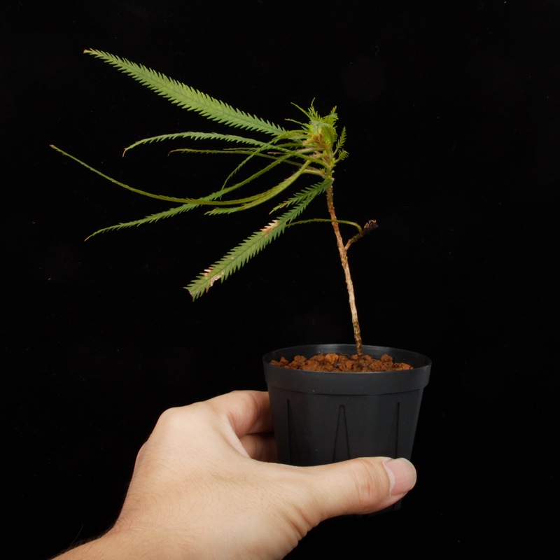 Codonoboea dentata ��[ ���ɥΥܥ������ǥ󥿡��� ]���� PN250609-21 ��