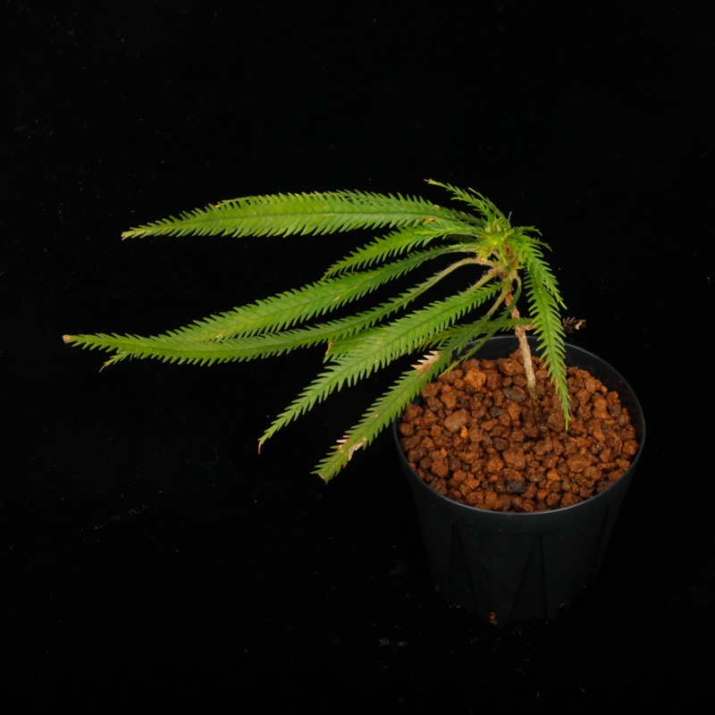 Codonoboea dentata ��[ ���ɥΥܥ������ǥ󥿡��� ]���� PN250609-21 ��